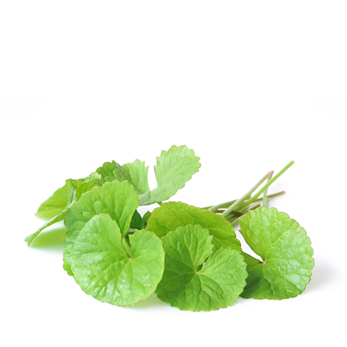 Thankuni Pata (Pennywort Leaves)~1 bundle