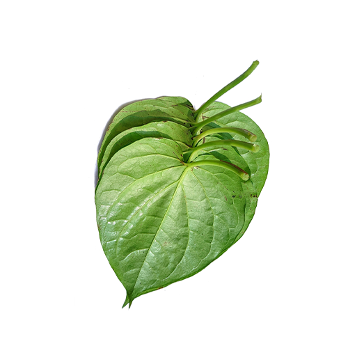 Rajshai Paan (Betel leaf)~ 20 Pcs