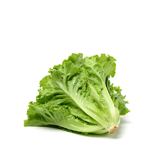 Lettuce Leaves (Small Size)~ 100 Gm