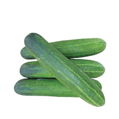 Hybrid Shosha (Hybrid Cucumber)~ 500 Gm